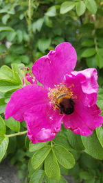 Close-up of bee on pink flower