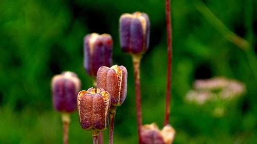 Close-up of purple flowering plant on field