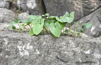 Close-up of fresh green plant