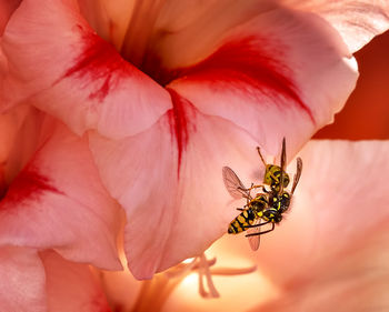 Close-up of honey bees pollinating on pink flower