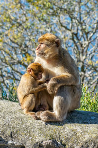 Monkeys sitting on rock