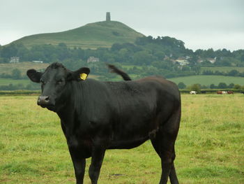 Horse grazing on grassy field