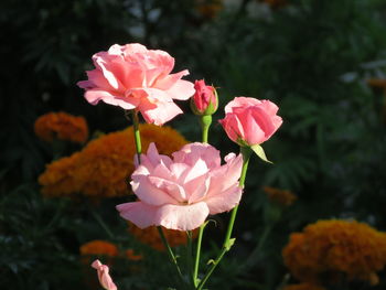 Close-up of pink rose