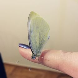Close-up of hand holding leaf