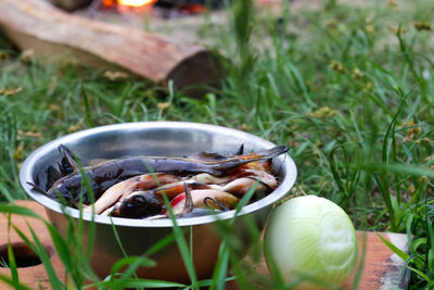 Wild catfish isolated on a green nature background. catfish in sour and spicy soup, thai food. camp