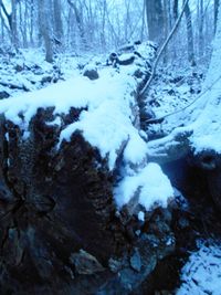 Stream passing through forest