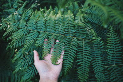 Close-up of hand touching fern leaf