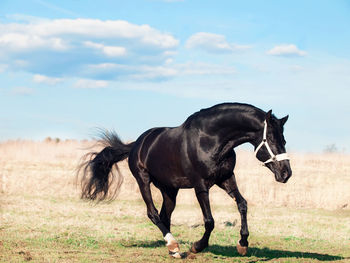 Black horse running against sky