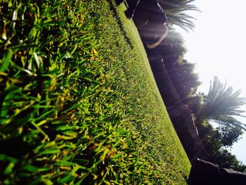 Low angle view of palm trees