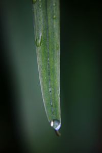 Close-up of raindrops on leaf