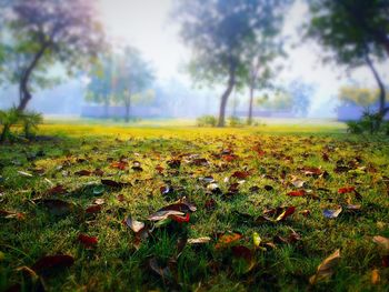 Trees on grassy field