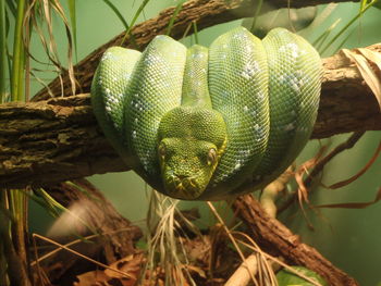 Close-up of lizard on tree