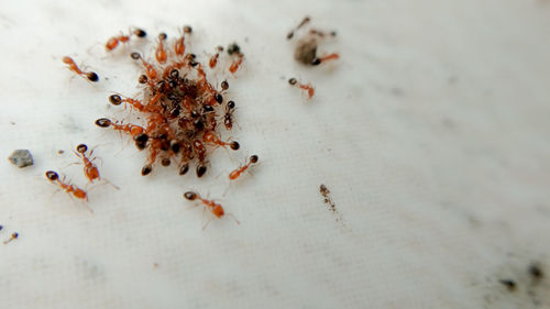 High angle view of ant on ground