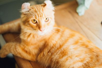 Close-up portrait of a cat at home