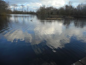 Swan swimming in lake against sky