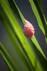 Close-up of flower on plant