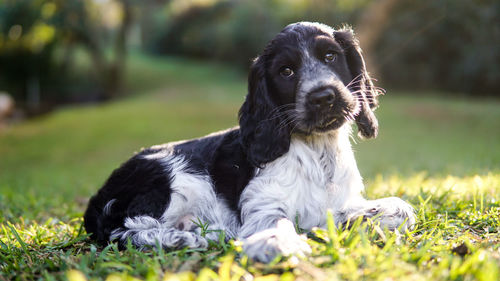 Portrait of a dog