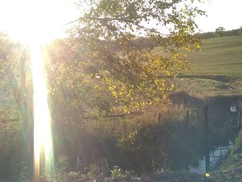 Sunlight streaming through trees on field