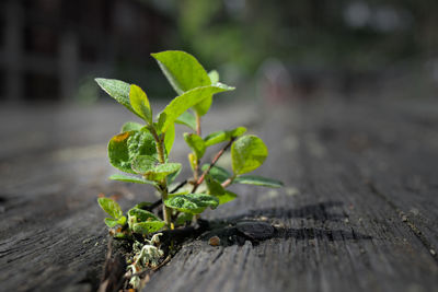 Close-up of plant