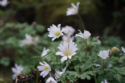 Close-up of white flowering plant