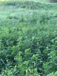 Full frame shot of corn field