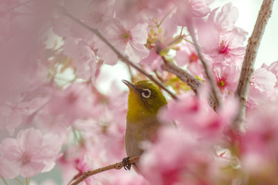 Close-up of bird perching on plant