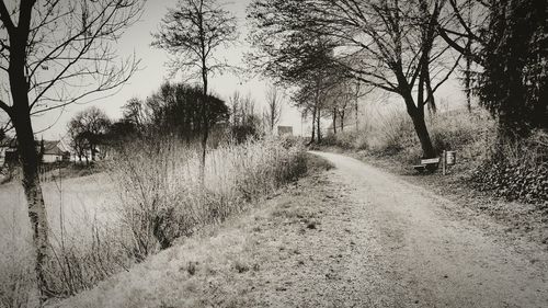 Road passing through bare trees