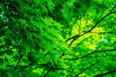 Close-up of fresh green leaves