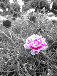 Close-up of pink flowers blooming in field