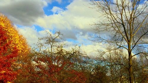 Low angle view of trees against cloudy sky