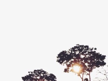 Low angle view of tree against clear sky