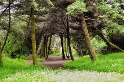 Trees in forest