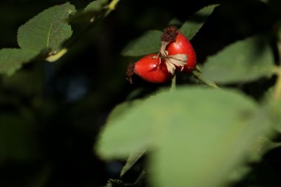 Close-up of red berries on plant