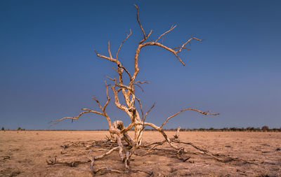 Bare tree on desert against clear blue sky