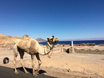 Camel standing on desert against clear blue sky