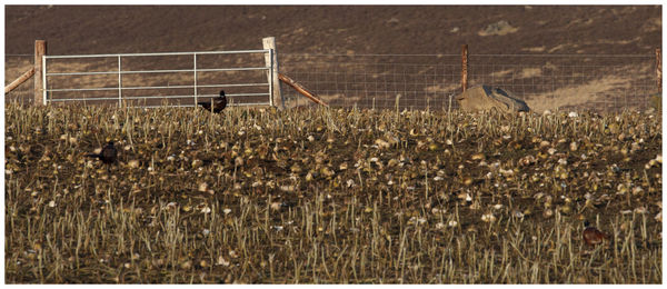 Crops on field