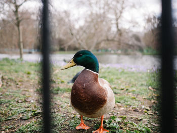 Close-up of mallard duck