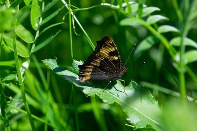 Butterfly on leaf