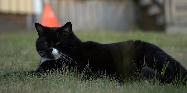 Black cat