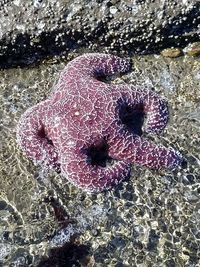 High angle view of starfish on beach