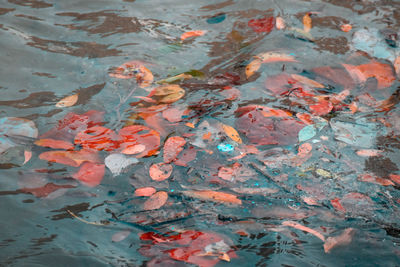 High angle view of koi carps swimming in sea