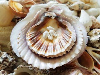 Close-up of seashells