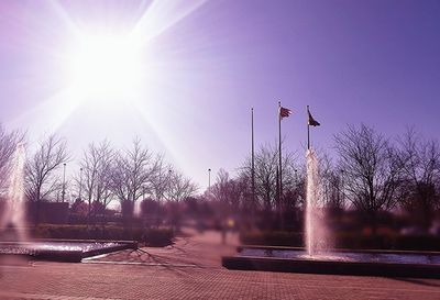 Sun shining through trees