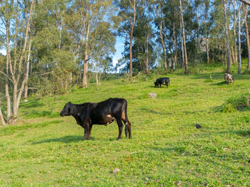 Horses in a field