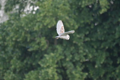 Bird flying against the sky