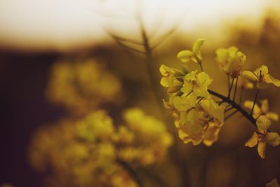 Close-up of yellow flowers