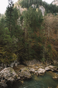 Scenic view of river in forest