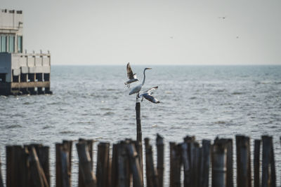 Seagulls flying over sea