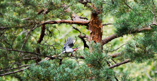 Bird perching on a tree