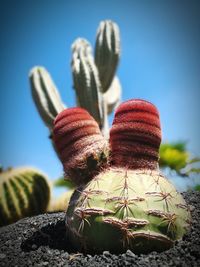 Close-up of cactus against clear blue sky